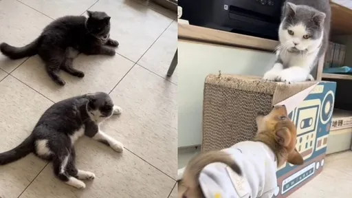 妹妹頭副店長剛手術完掰咖 習慣後超自在大字型趴地萌翻