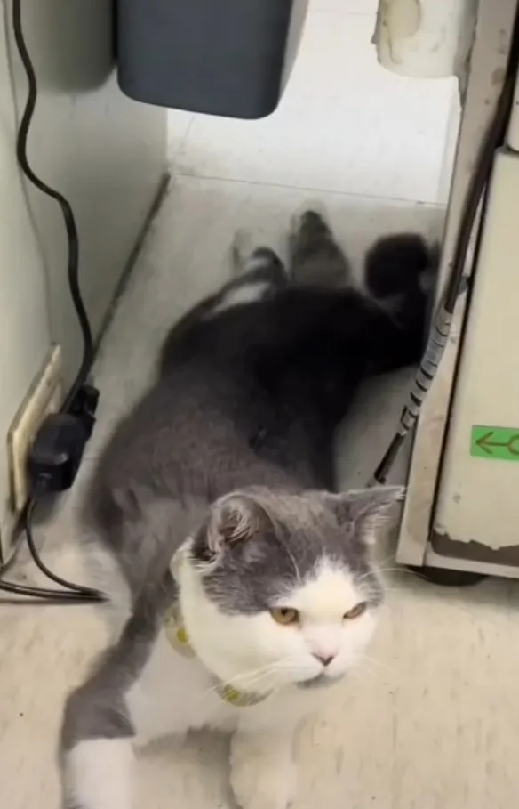 請領養代替購買，拯救浪浪。TilTok@powpowqqplus 提供