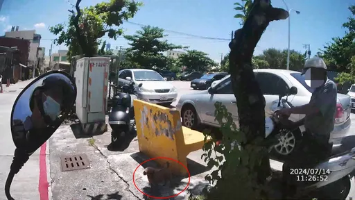 渾身酒氣被警攔查開罰扣車!老翁轉身罵狗狗 竟是這原因