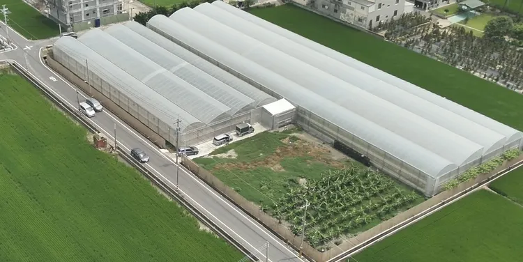 陳嫌承租有機農場，利用「扦插法」大量栽種大麻。翻攝畫面