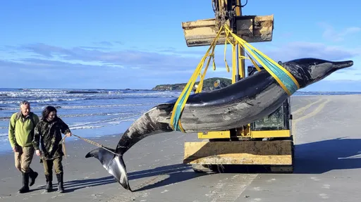 200年只見6次!紐西蘭驚現「最罕見鯨魚」 眾人讚嘆:如此優雅美麗