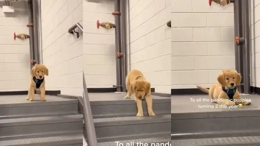 小狗腿短怕走樓梯頻倒退 長大了變從容健步如飛