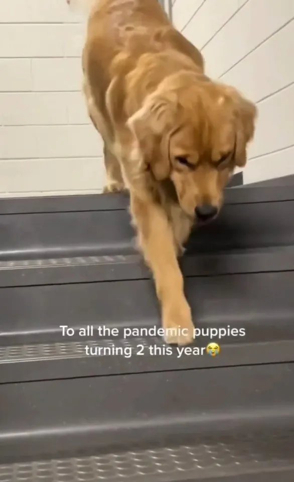 黃金獵犬長大後走樓梯敏捷又快速。IG @the.worldofdogsandcats 提供