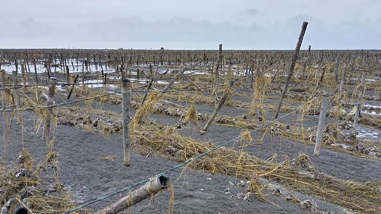 地方人士憂心，若政府未盡速救助協助漁民復育牡蠣，中秋節恐無蚵可烤。彰化縣府提供