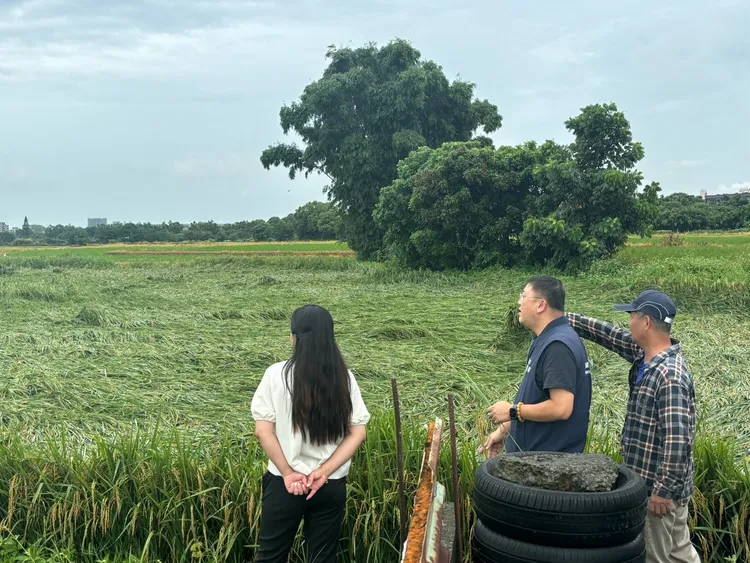 水稻倒伏。農業局提供