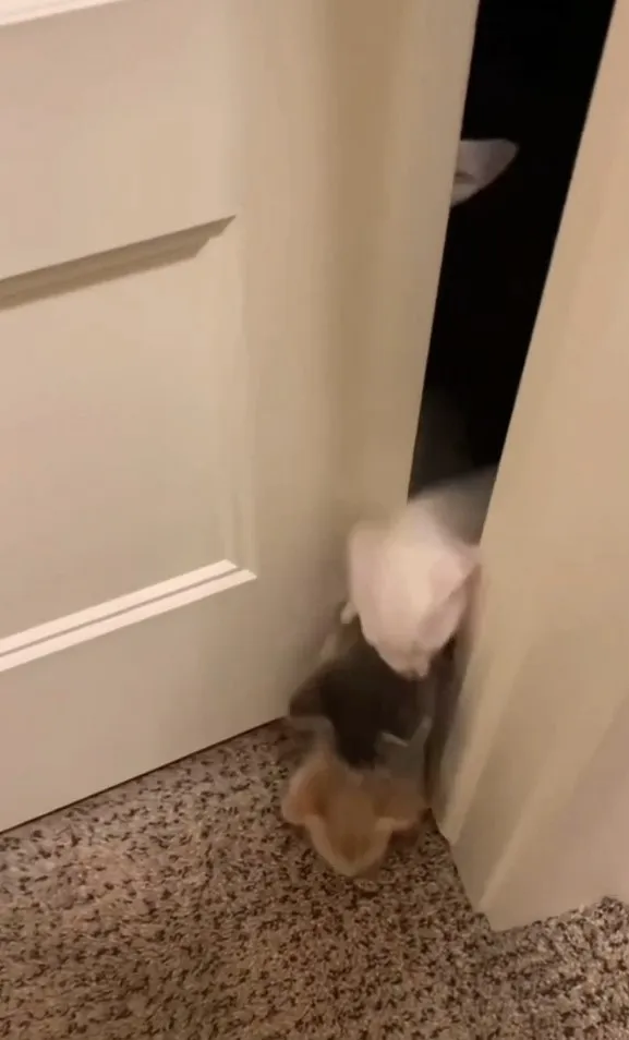 小喵咪疊疊樂,急著想出來找食物。IG @the.worldofdogsandcats 提供