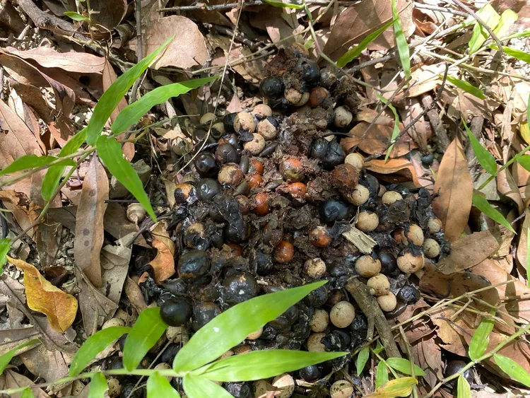 現場遺留排遺。林業署台東分署提供