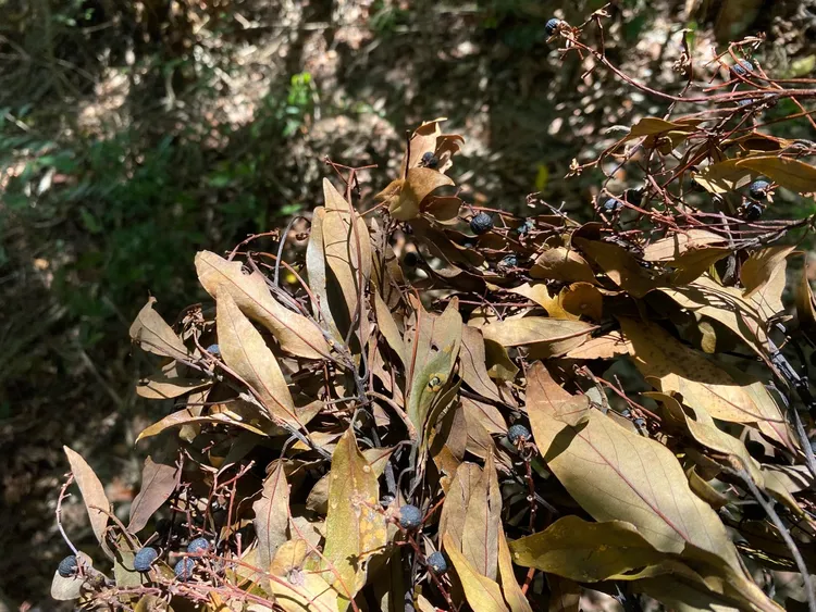 香楠結實累累。林業署台東分署提供