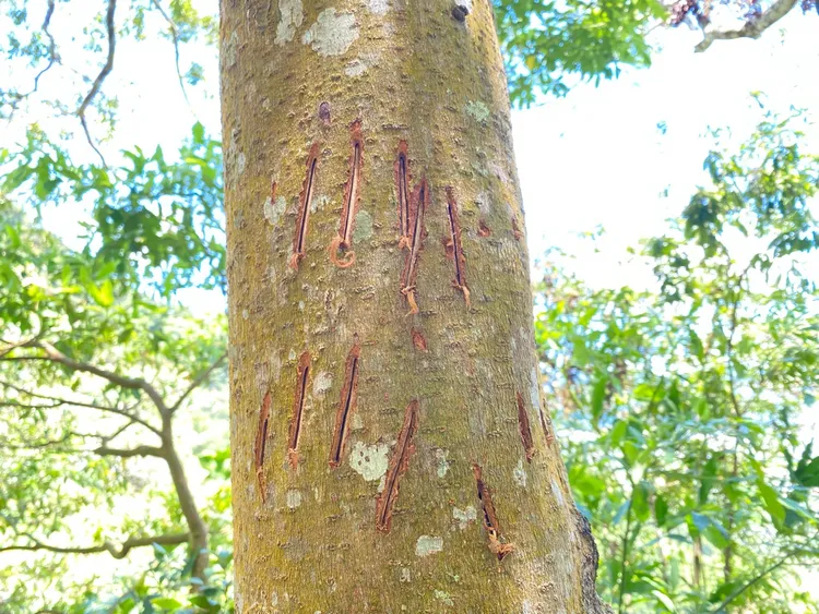 樹幹上清晰可見的黑熊抓痕。林業署台東分署提供