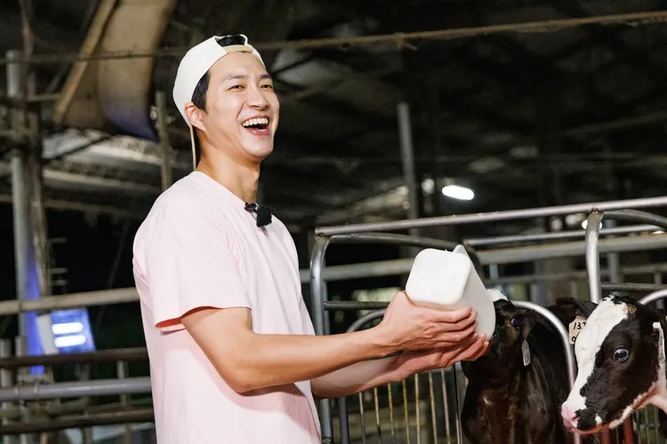 江宏傑化身村長奶爸，餵小牛。好看娛樂提供