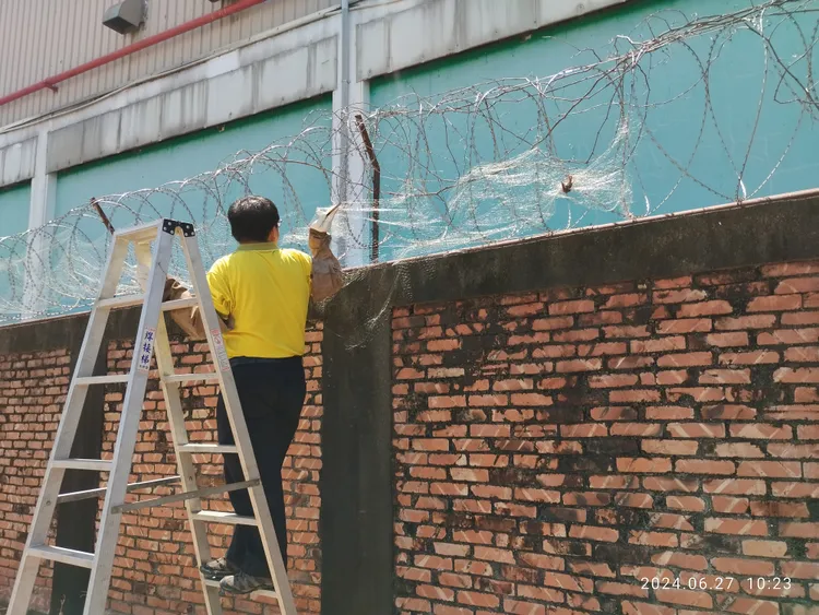 農業局拆除非法架設鳥網，避免野生動物面臨危害。農業局提供
