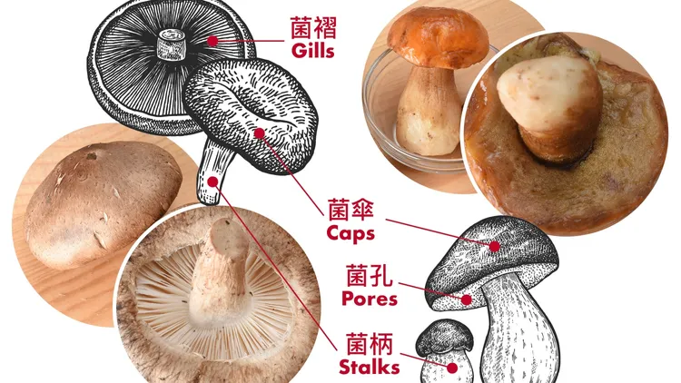 根據香港食物安全中心科學主任朱源強的報告，與香菇(左)比較，牛肝菌菇類(右)的菌傘底部有菌孔而沒有菌褶，且部分牛肝菌經烹飪仍含有毒素，烹煮不能將這些毒素破壞。翻攝自香港食物安全中心