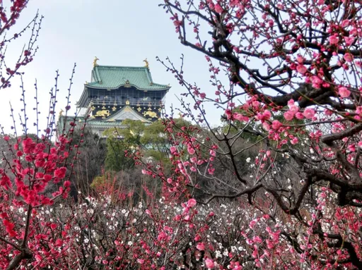 旅行社網站壞掉出狀況 大阪來回含稅只要1642元造成搶購