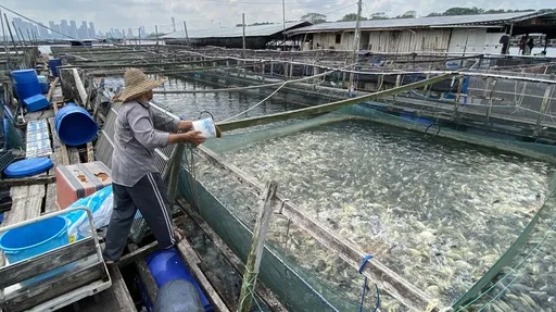 台灣鯛紅到新加坡!拚提高糧食自產率 台灣團隊海水養殖成要角