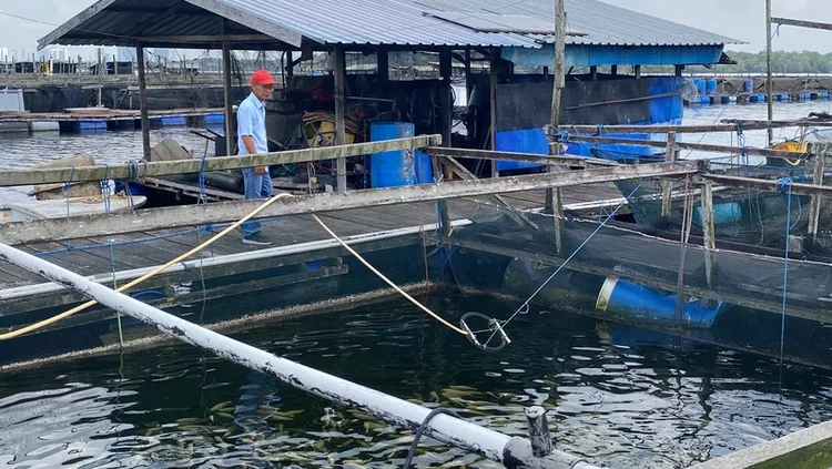 仰賴食品進口的新加坡力求提高國內自產能力，農漁業者動起來，來自台灣的粘金棒到新加坡打拚已約20年，是一座漁場的負責人，以海水養殖羅非魚（tilapia），即台灣稱的台灣鯛。中央社