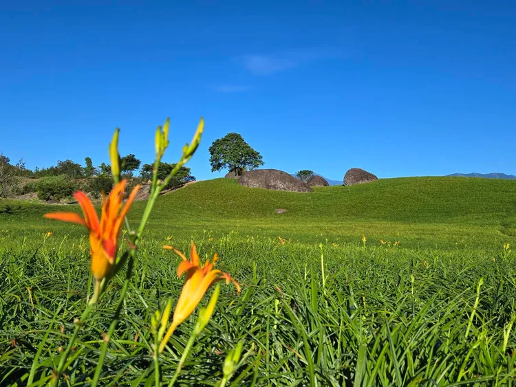 赤科山三顆石頭景點金針花七月初已陸續綻放。李光濱攝