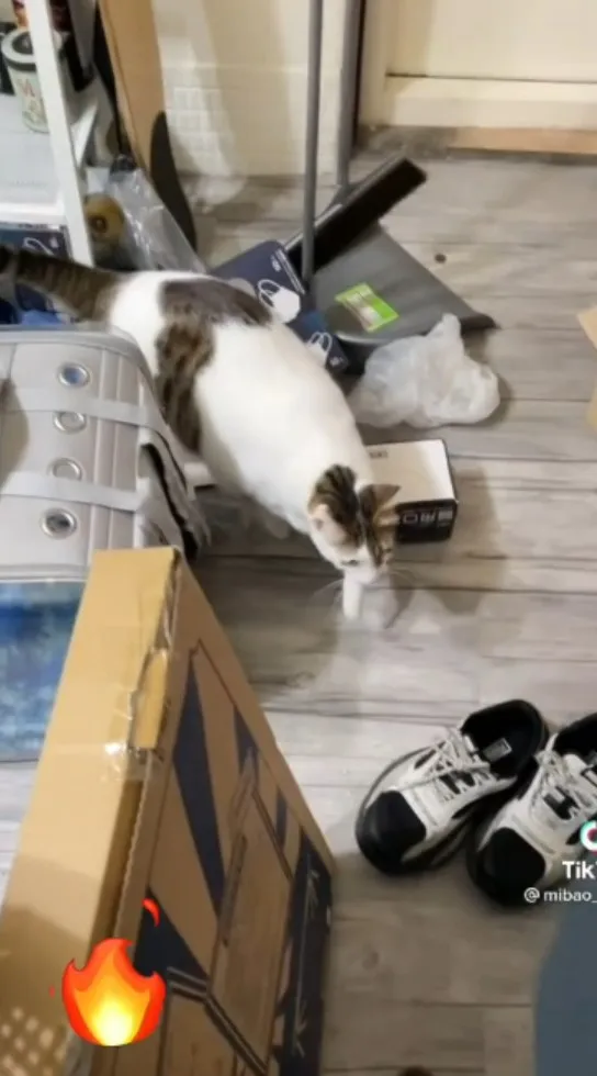 毛小孩在家裡搗蛋，把家裡弄得一片凌亂。TikTok@mibao_faftat 提供