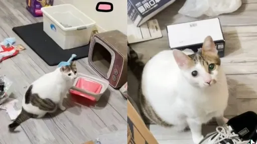 家裡像被炸過!兇手竟是牠 一臉無辜搞破壞主人氣炸