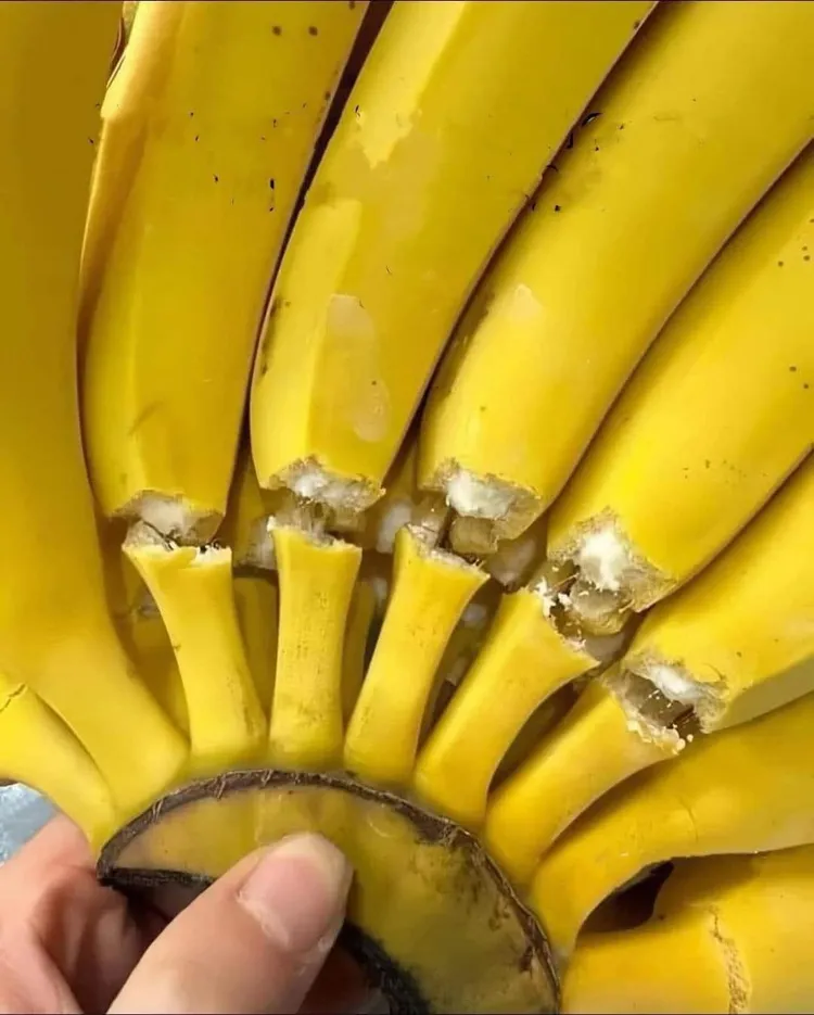 網友一拿起香蕉就整串斷頭。讀者提供