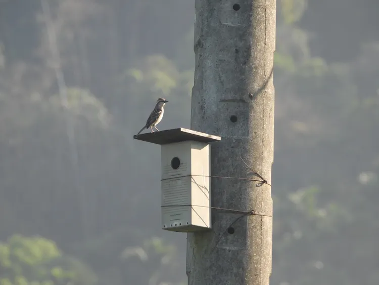 山麻雀是瀕臨絕種保育類野生動物。高雄醫學大學廖鼎濬拍攝