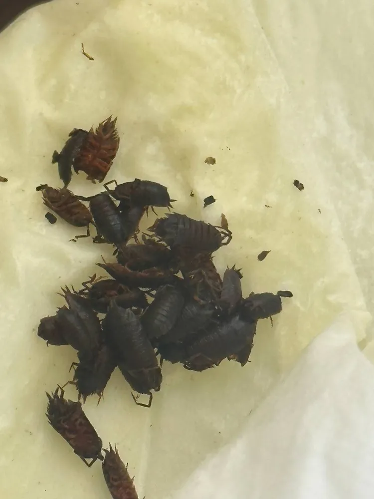 喝到蟲蟲利口酒的黃先生說，裡面有一堆泡的爛爛的，像是蟑螂的小蟲。黃守達提供