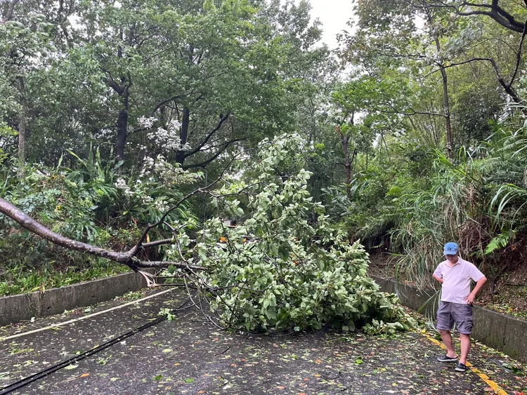 汐止區汐碇路因路樹倒塌造成交通受阻。莊宗達攝