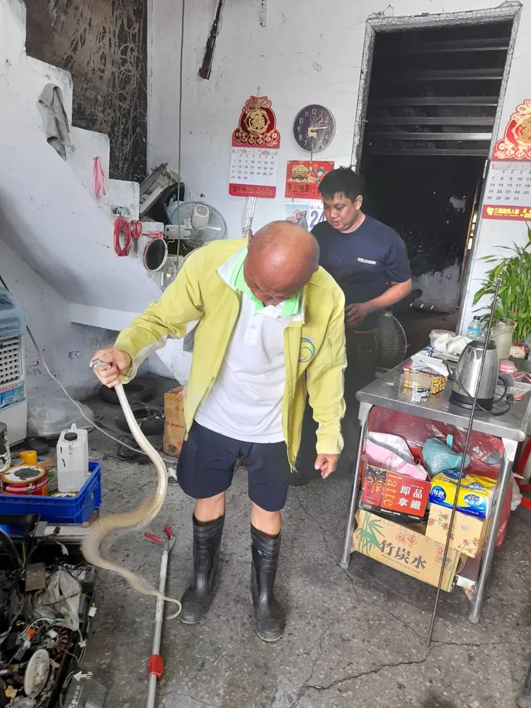 王金樹抓蛇出了名，隔壁村機車行發現蛇也指定他來抓。王金樹提供