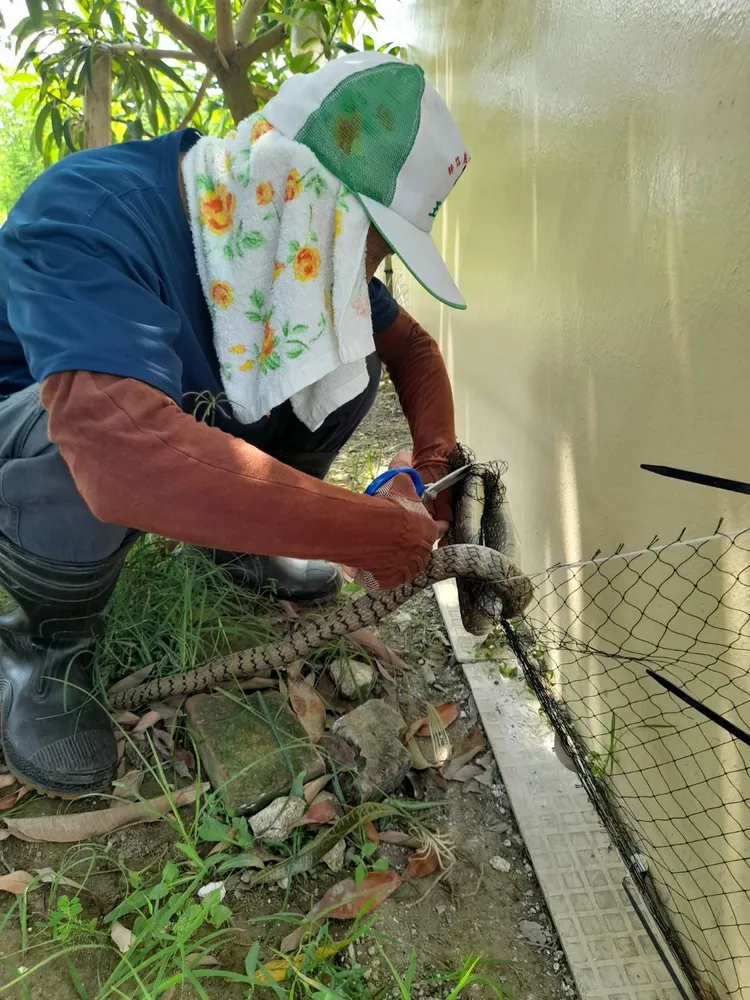 王金樹這一個月來已經抓到6條王錦蛇，安南區公親里也因此有「蛇窟」稱號。王金樹提供