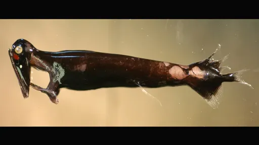 科學家搔頭 不懂為何它演化成這樣?