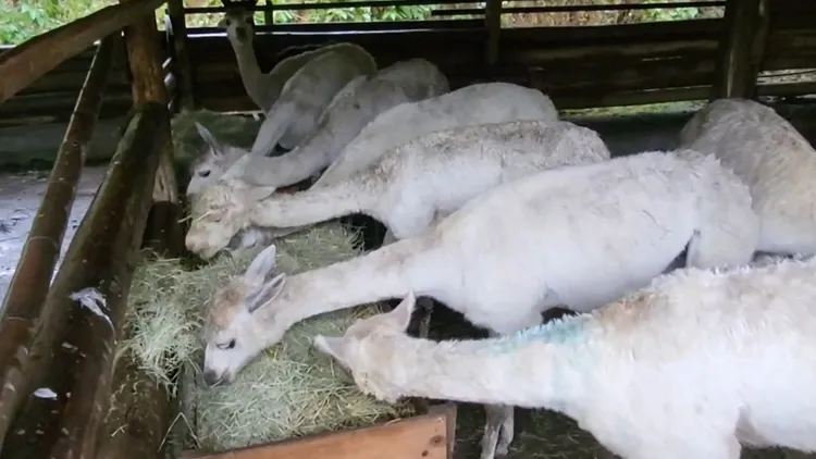草泥馬（羊駝）見到乾草，伸長脖子猛吃，相當逗趣。園方提供