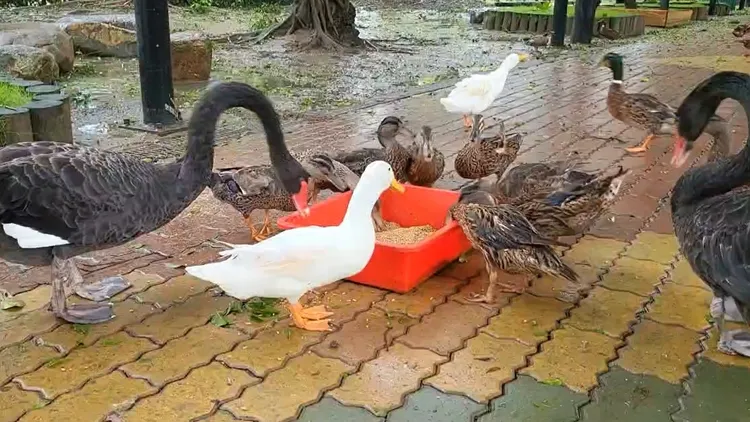 盆中飼料一裝滿，各種鳥類通通圍過來大快朵頤。園方提供