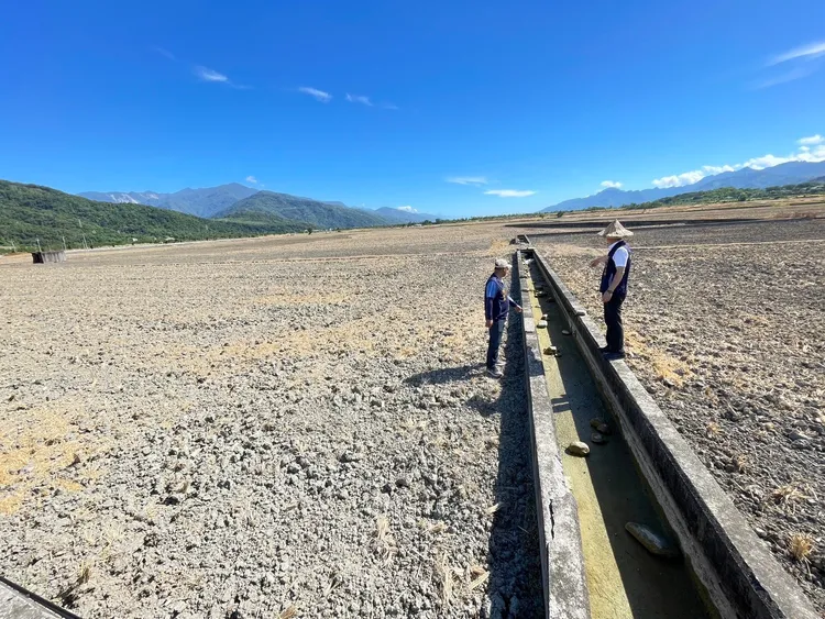 富里鄉全鄉缺水率達百分之七十導致稻田鬧乾旱。富里鄉公所提供