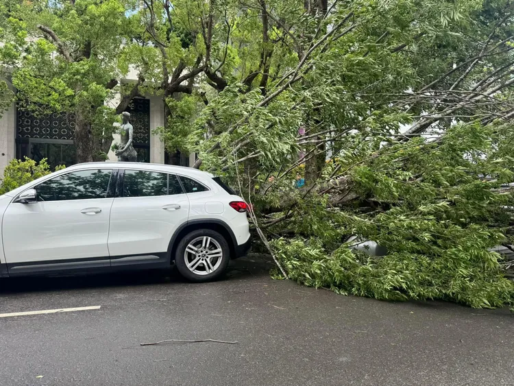 路樹重壓在賓士上。翻攝「爆料公社」