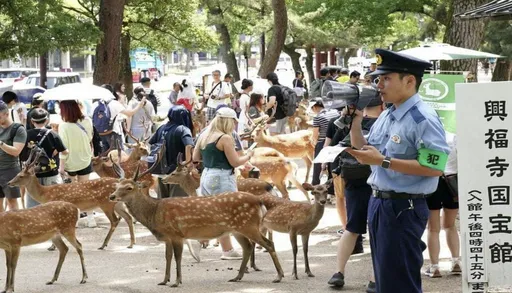 「中國功夫」這樣用？奈良遊客踹鹿遭炎上！日警出手了