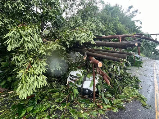 颱風夜搏死神!花蓮議員駕車「樹幹直插車內」險爆頭