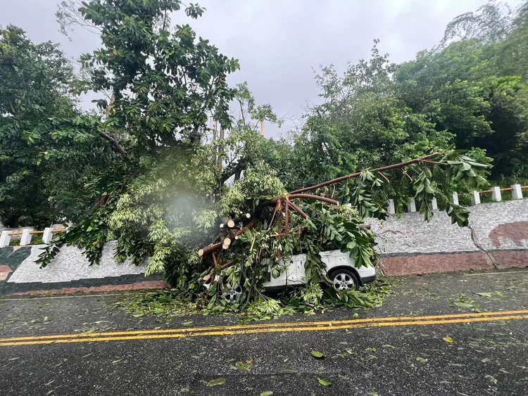 花蓮縣議員周駿宥昨駕車遭倒伏大樹砸車險爆頭死裡逃生。翻攝周駿宥臉書