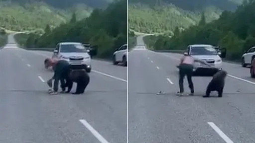 熊傻眼影片|野生熊闖公路搶拖鞋 被戰鬥民族徒手一把推開