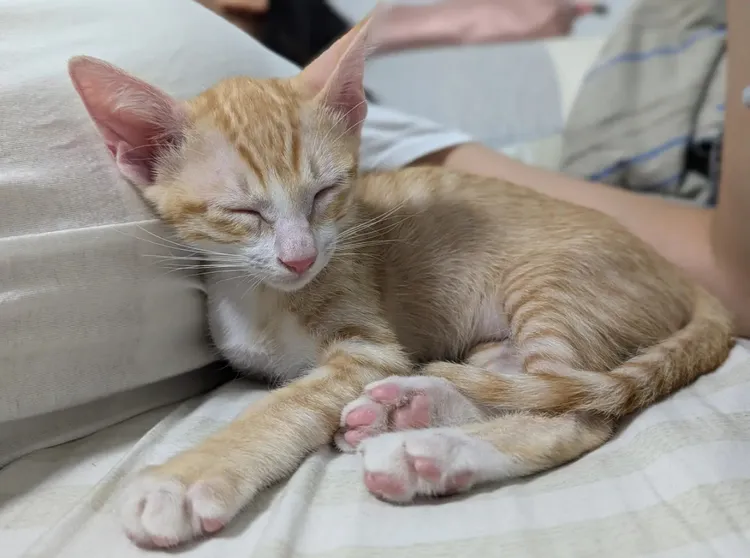 男網友分享差點讓他原地去世（去勢）的兇手。翻攝《Dcard》論壇