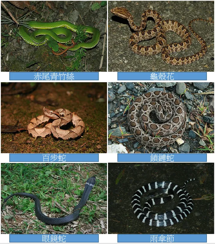台灣6大毒蛇。中榮提供