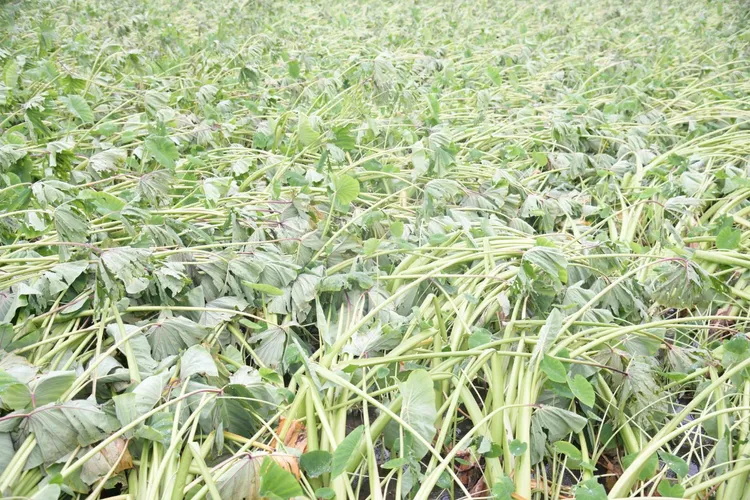 吉安鄉芋頭災損情情況。花蓮縣政府提供