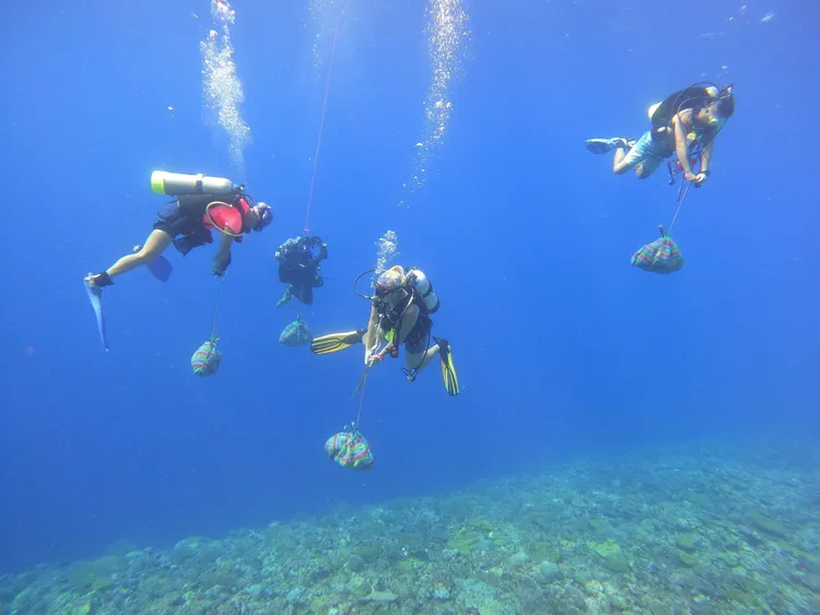 海保署目前做法為人工撿拾與醋酸液注射清除「棘冠海星」。海保署提供