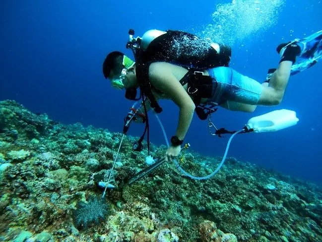 海保署目前做法為醋酸液注射與人工撿拾清除「棘冠海星」。海保署提供