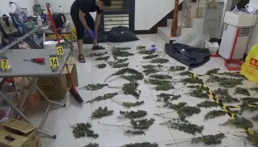 製毒集團租倉儲竊電種大麻 貨車轉運透天厝烘乾封裝