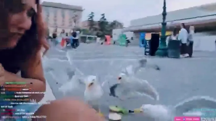 其他海鷗過來瓜分凱斯的三明治。翻攝自X