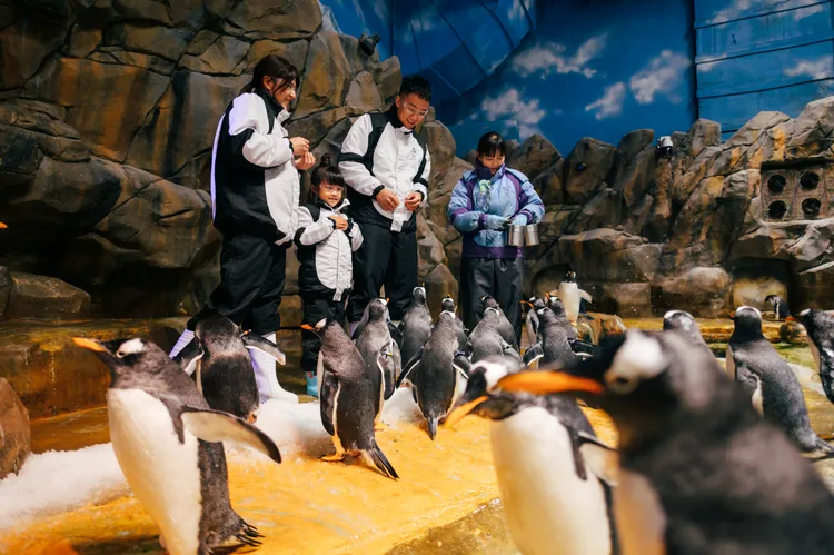與動物親上加親系列活動：親親企鵝。業者提供