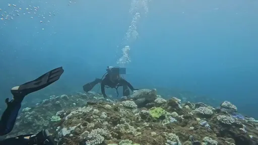 違法觸摸海龜!海巡循線追查 這位墾丁潛水客麻煩大了