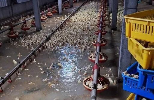 颱風走了彰化還在淹!2萬隻小雞泡成「爛泥雞」 他點出2大禍首