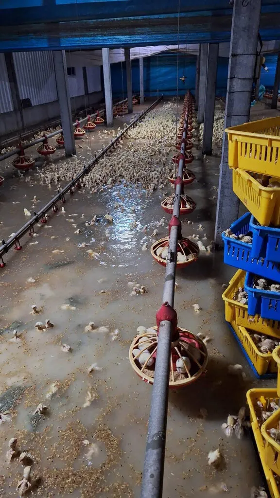 彰化縣內多處淹水，二林鎮雞舍約2.1萬隻小雞泡在水中，業者損失慘重。洪子超提供