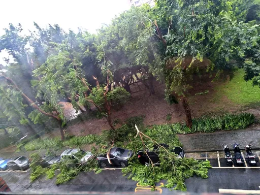 凱米颱風受災戶超多 天母蘭雅公園樹倒壓倒一排車