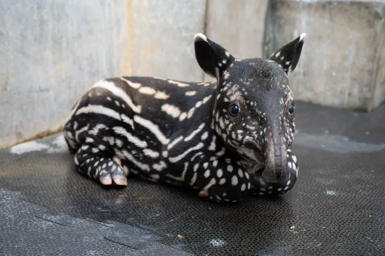 小貘「莉姆路」的點點花紋開始變換，半年左右就會黑白分明。台北市立動物園提供